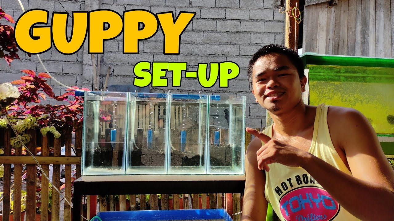 Aquarium Set-up for our Guppies |Breeding and Grooming