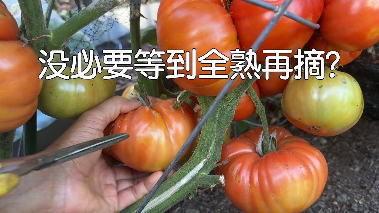 【番茄采摘】是否真的无需等到在枝头完全成熟，就能拥有最佳口感和味道？｜如何既能提早采摘收获完美西红柿，还能减少过熟裂果或被小动物祸害的可能