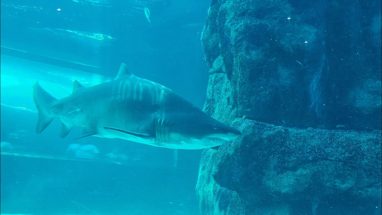 Two Oceans Aquarium | Penguin March & Shark feeding