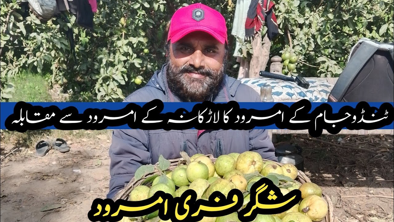 Famous Gauva of my city Tandojam specially sugar free best Amrood we can compare with larkana 