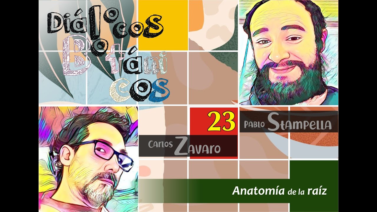 Anatom&iacute;a de la ra&iacute;z