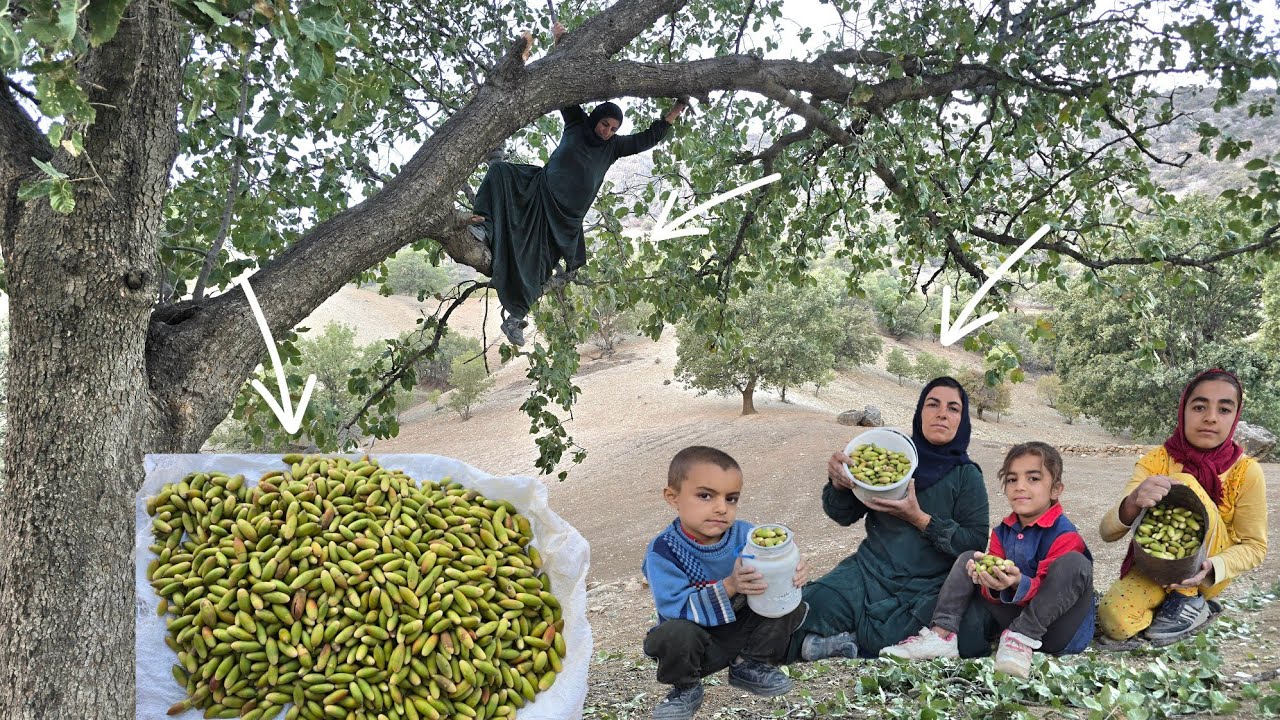 Esmat and her children picking mountain oak fruit in the Zagros Mountains 🌳🏔️