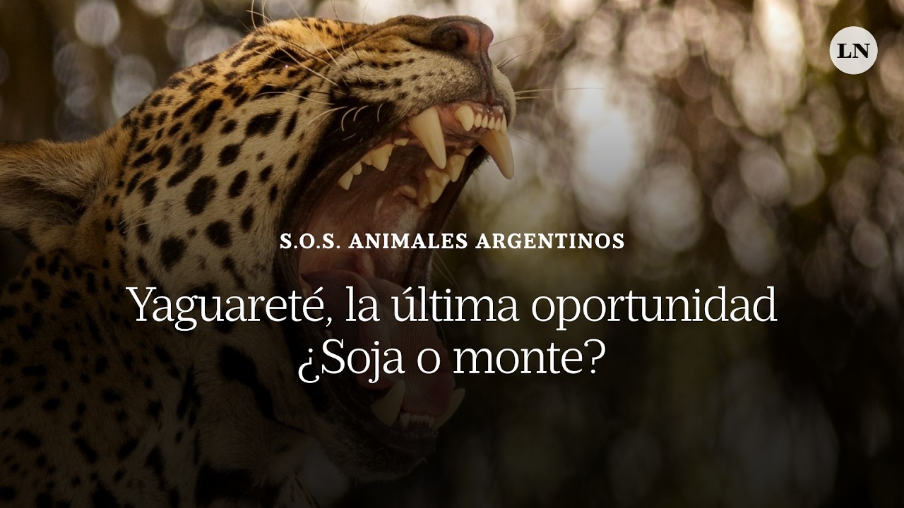 ¿Soja o monte? Yaguareté, la última oportunidad de salvar al rey del monte chaqueño