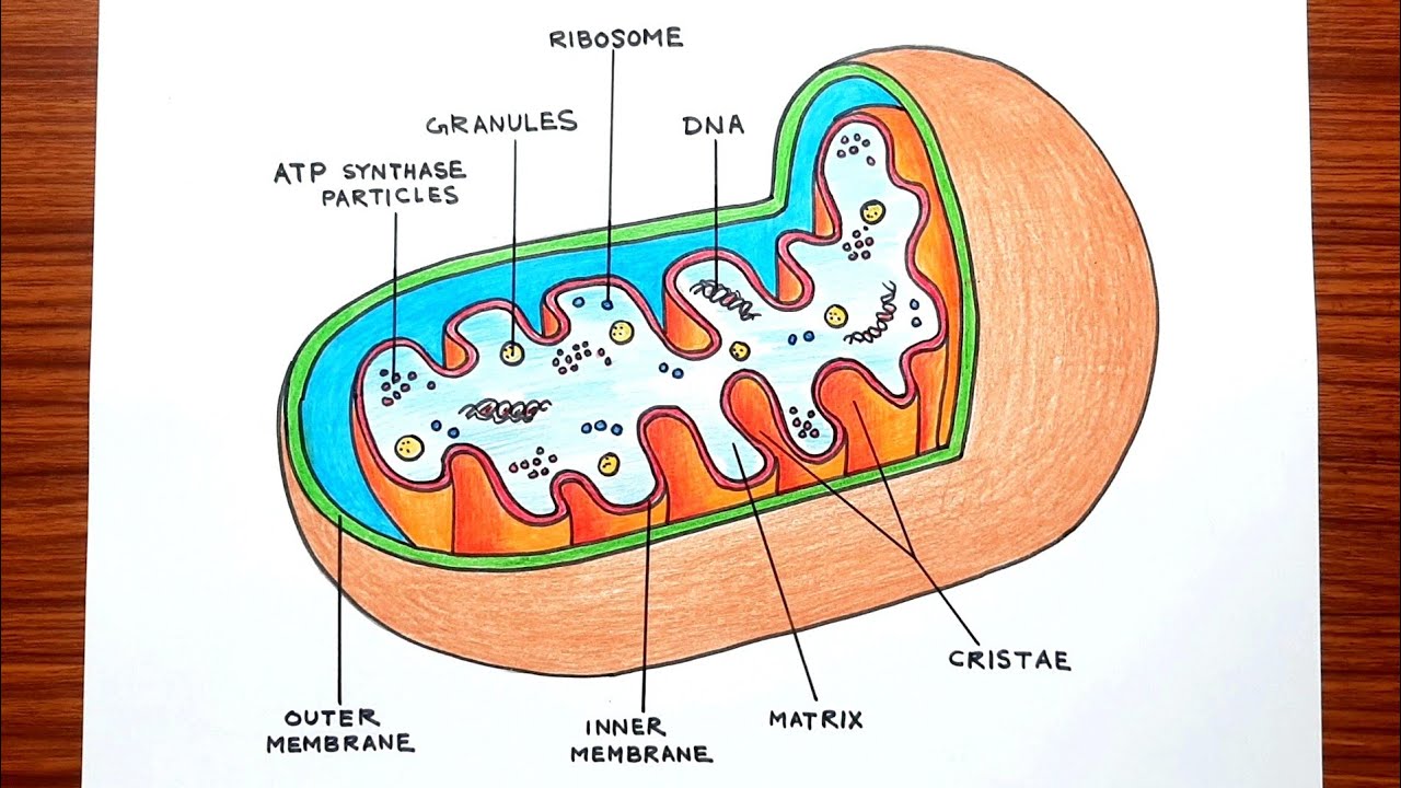 How to draw Mitochondria diagram step by step | Science project drawing of Mitochondria |
