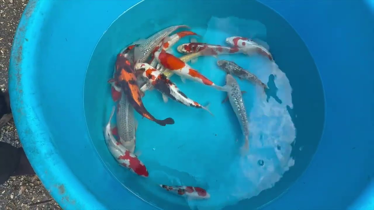 AUCTION FUN @NEWFORESTKOI (VID 215) @New-Forest-Koi @LeTwistedOne @Carl.B79 #koi #koiauction