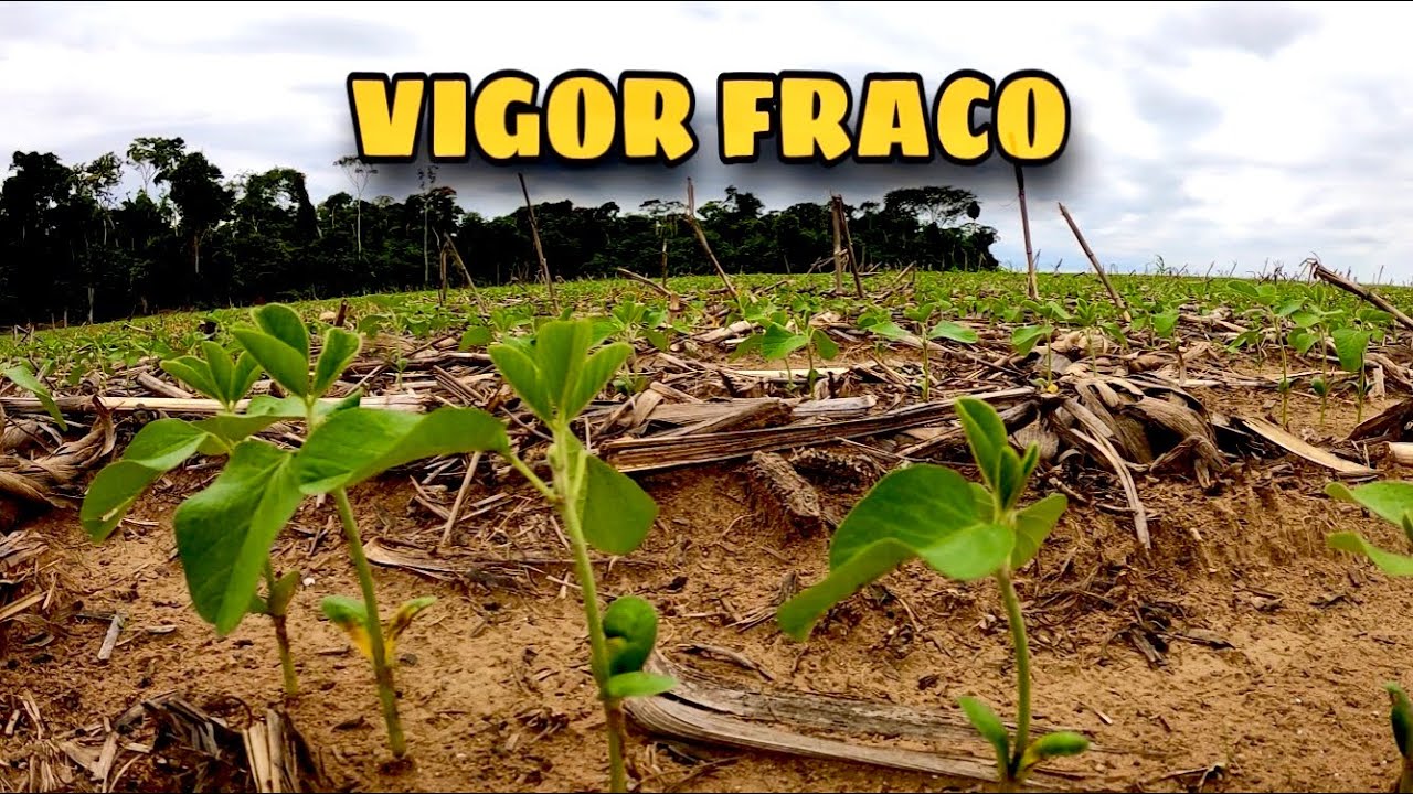 Semente da SOJA com baixo VIGOR