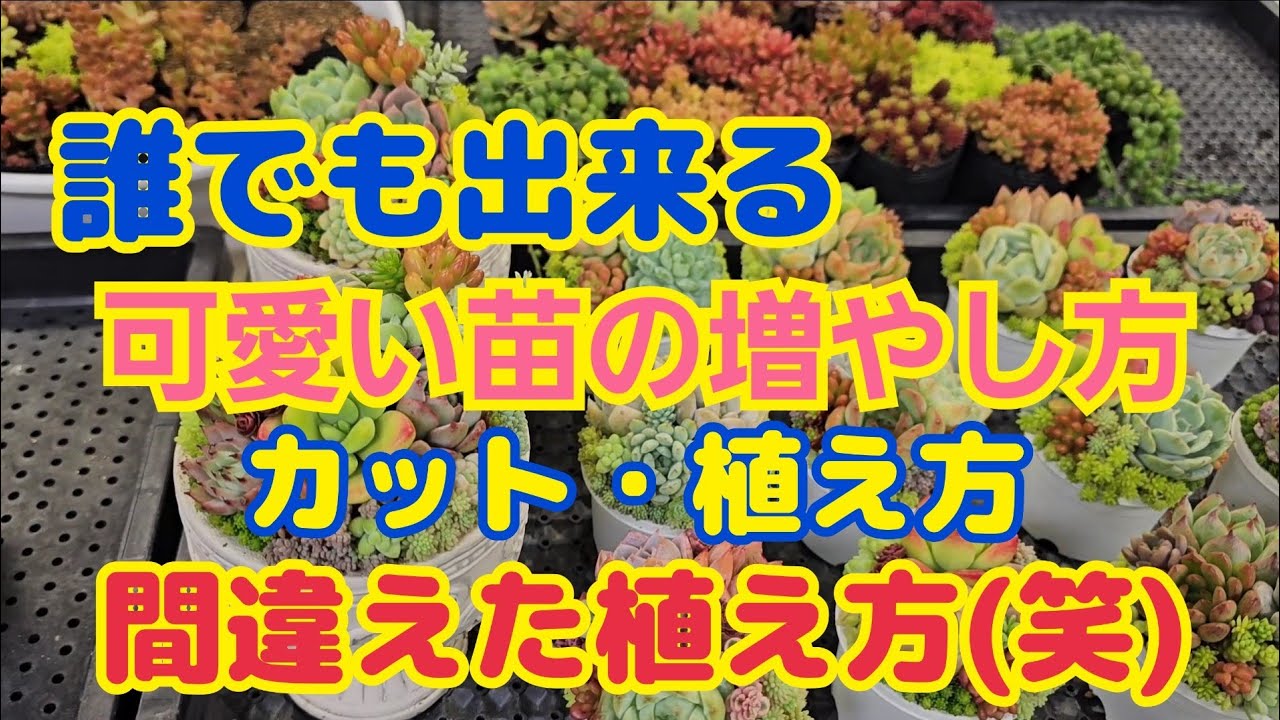 【多肉植物】【正しい保険株の作り方】誰でも出来る‼️可愛い苗の増やし方‼️カット・植え方‼️間違えた植え方(笑)2025年9月4日