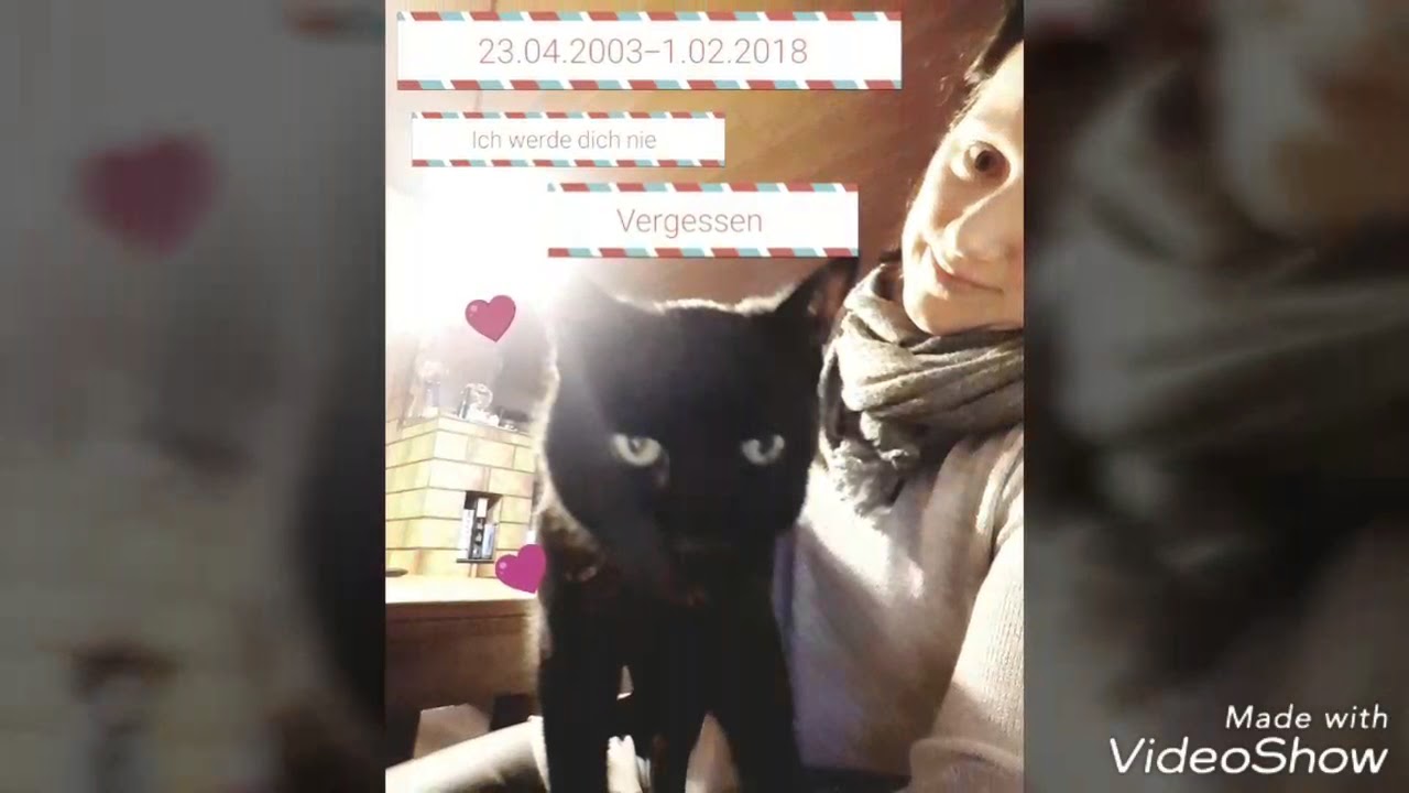That's how it all started - cats_palast - Happy cats