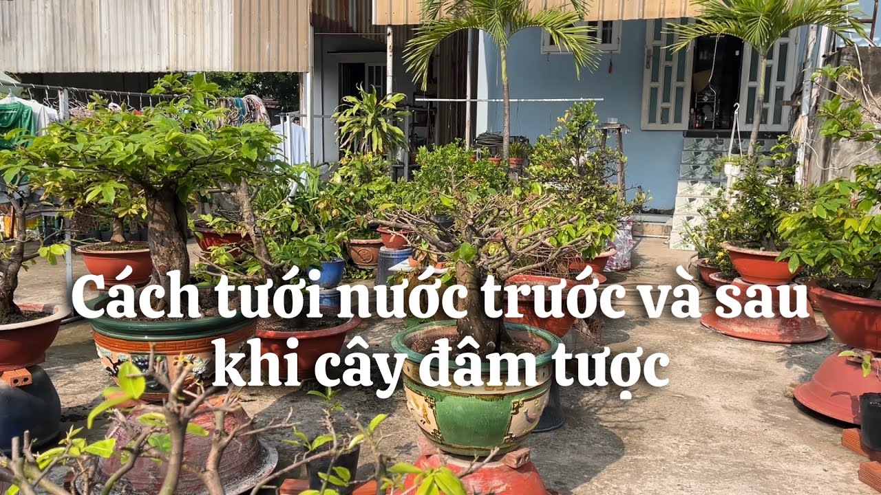 Cách tưới nước trước và sau khi cây đâm tược // 20-1 âl 