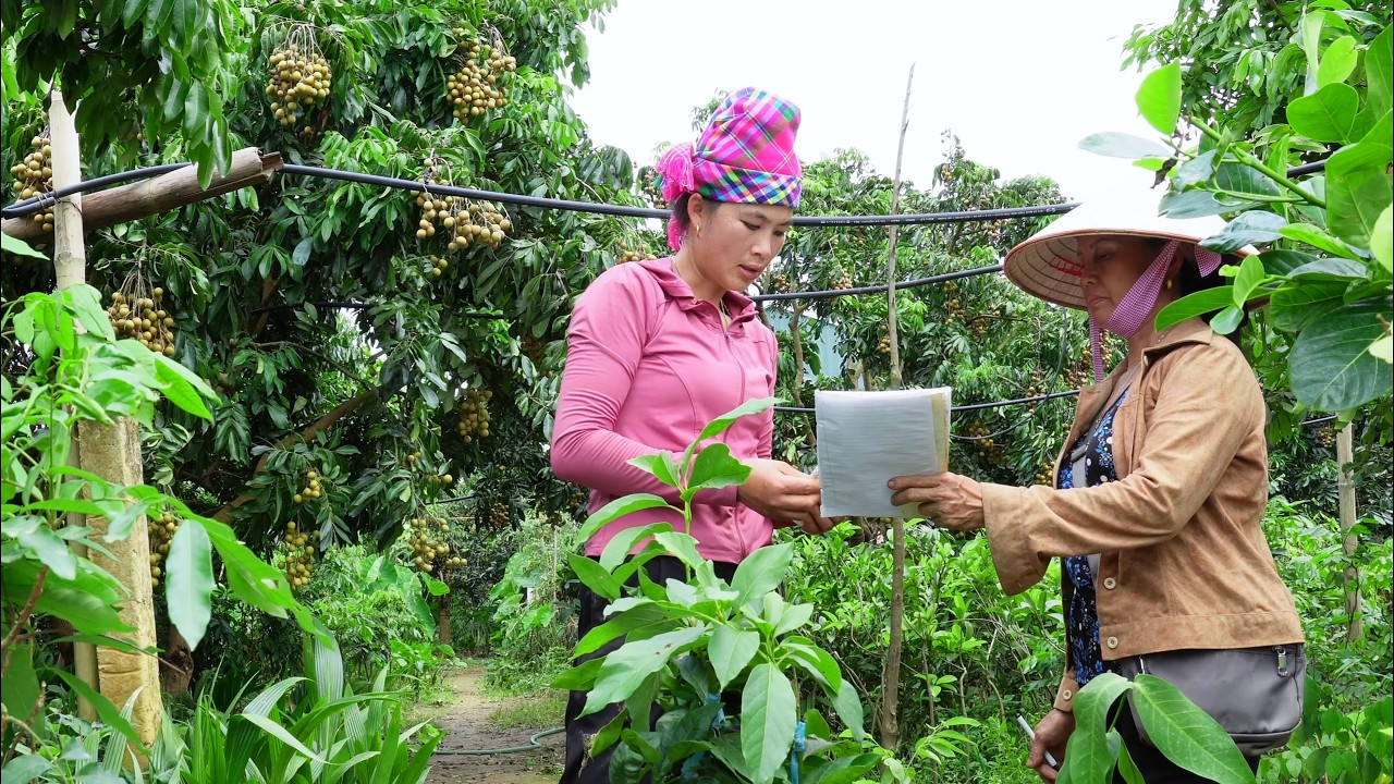 Harvesting Ripe Longans & Buying New Fruit Trees for the Orchard | Mountain Family Life