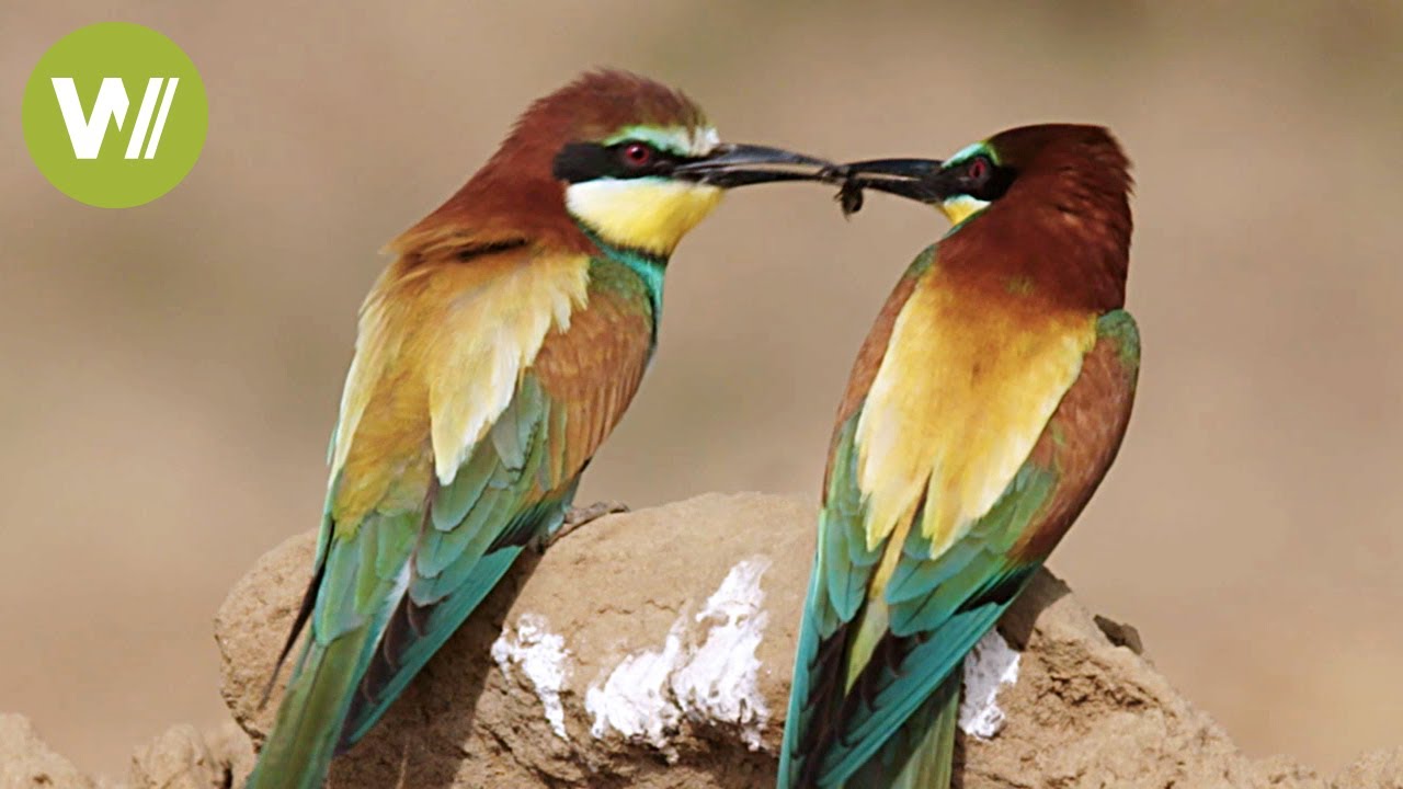 Aves de Extremadura y su relación con el hombre (Documental de Animales en HD)
