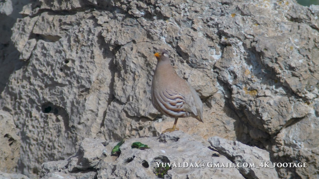 sand partridge calling / קוראה מדברי בספר המדבר