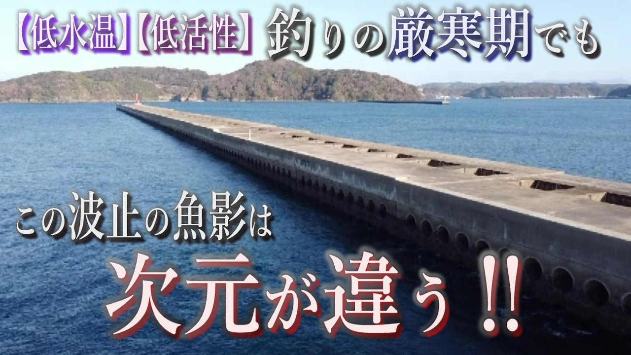 マジか⁉この波止の魚影は一体何なんだ!?まさに異次元じゃねぇか‼
