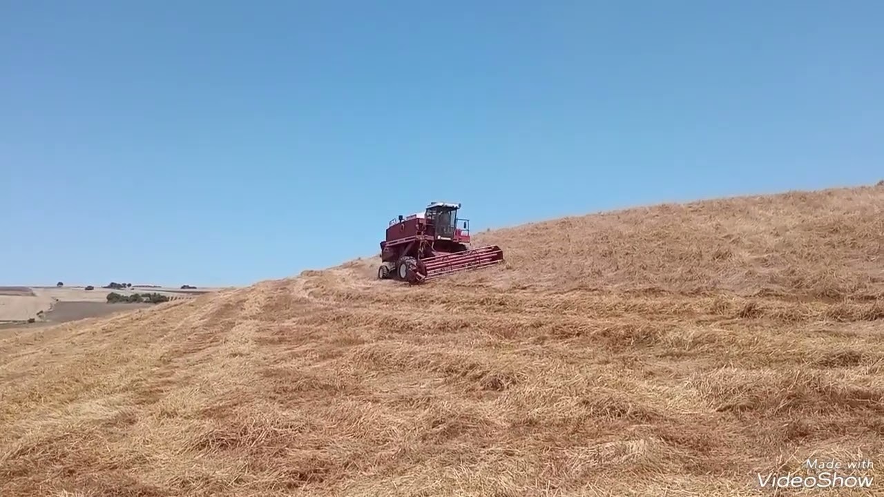 Mietitura con Laverda/Fiatagri 3350 al