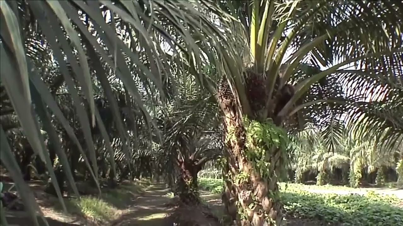 TDM Plantation Sdn Bhd