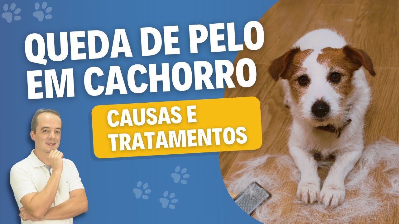 Queda de pelo em cachorro - Causas e Tratamentos