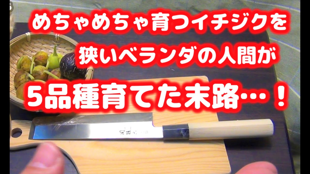 【収穫】めちゃ育つイチジクを 狭いベランダで 5品種も育てた末路…！【試食】【ホワイトイスキア】【ドーフィン】【ロングドゥート】【ゼブラスイート】【ネグローネ】【ピオーネ】【家庭菜園】【ベランダ菜園】