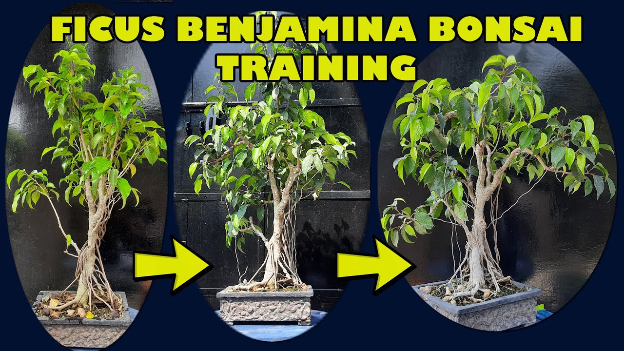 FICUS BENJAMINA Bonsai Training 7 Months of Journey, Be the Creator, April'21