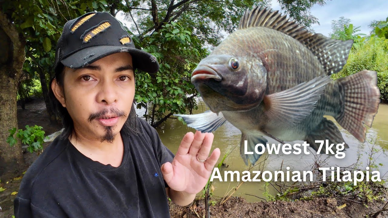 Alam nyo ba yung lowest 7kg na Amazonian Tilapia? | Y5E5