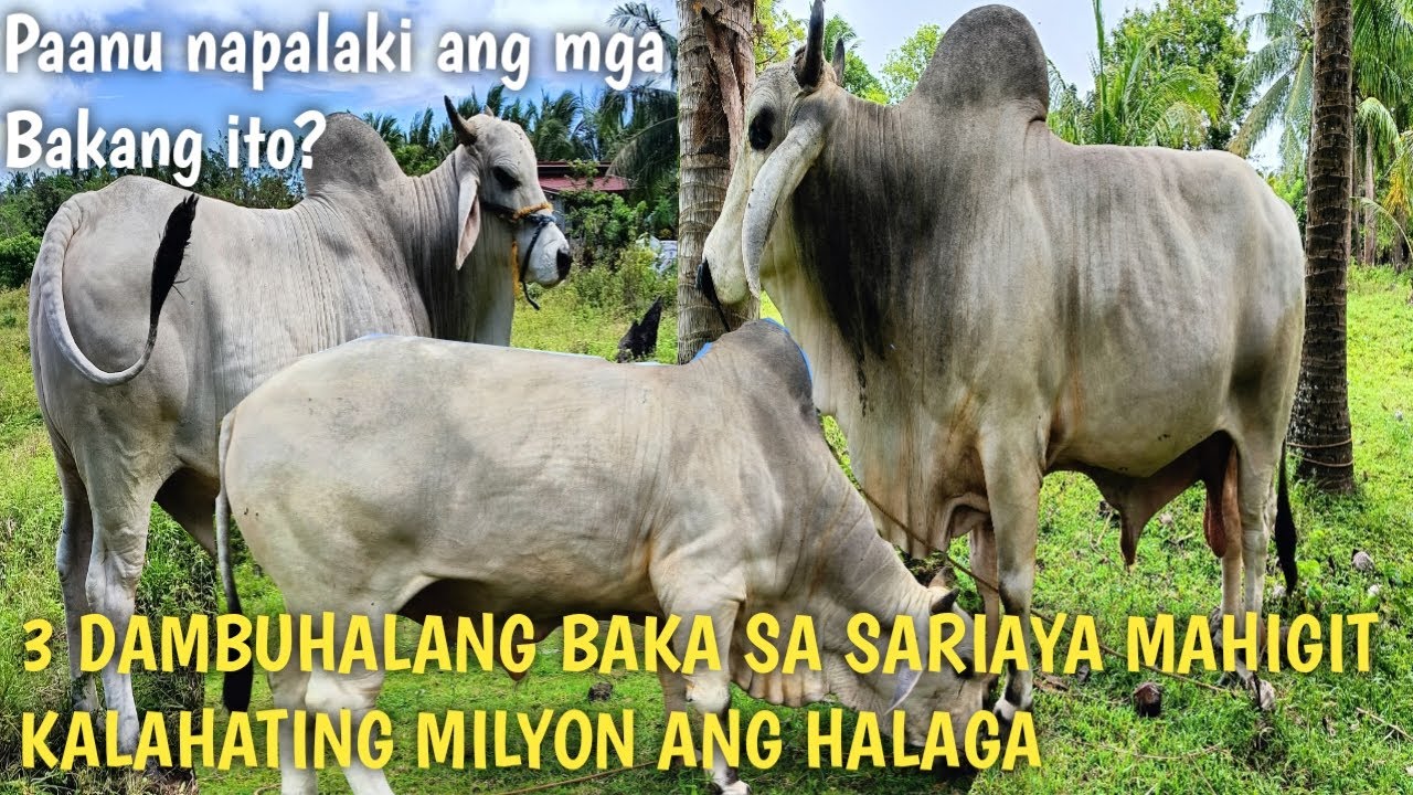 Mga Dambuhalang Baka sa Sariaya Quezon