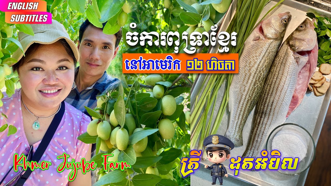CAMBODIAN SWEET JUJUBE FARM in CALIFORNIA ចំការខ្មែរនៅអាមេរិក ដាំពុទ្រាក្រហមផ្អែមស្រួយ ដី១២ហិចតា