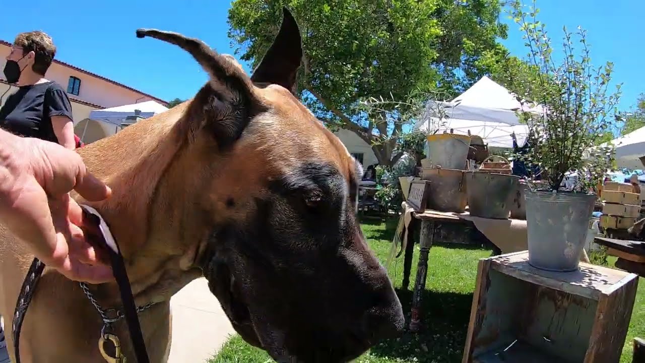 Cash 2.0 Great Dane at a vintage collectibles swap meet in Solvang (2 of 3)