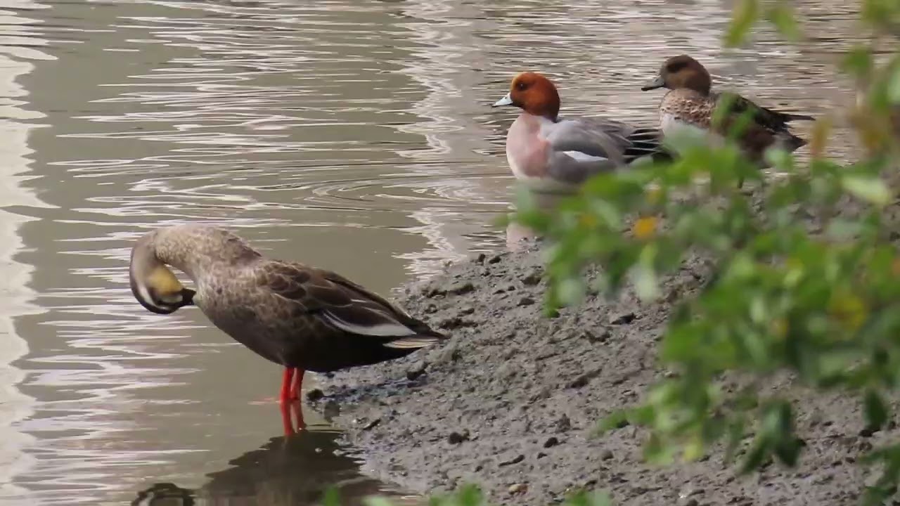 穏やかなカモたちに癒される Watching these peaceful ducks is so healing #wildbirds #wildlife