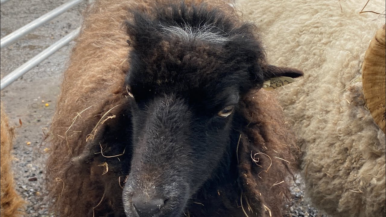 Ep. 16-Winter Farmers Market Fiber Day, Wayland, MA