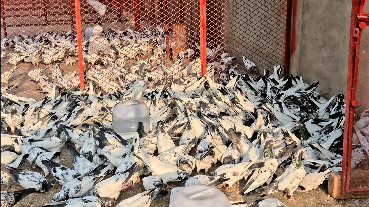 Pigeon BATH for LICE control and better HYGIENE | PET CARE