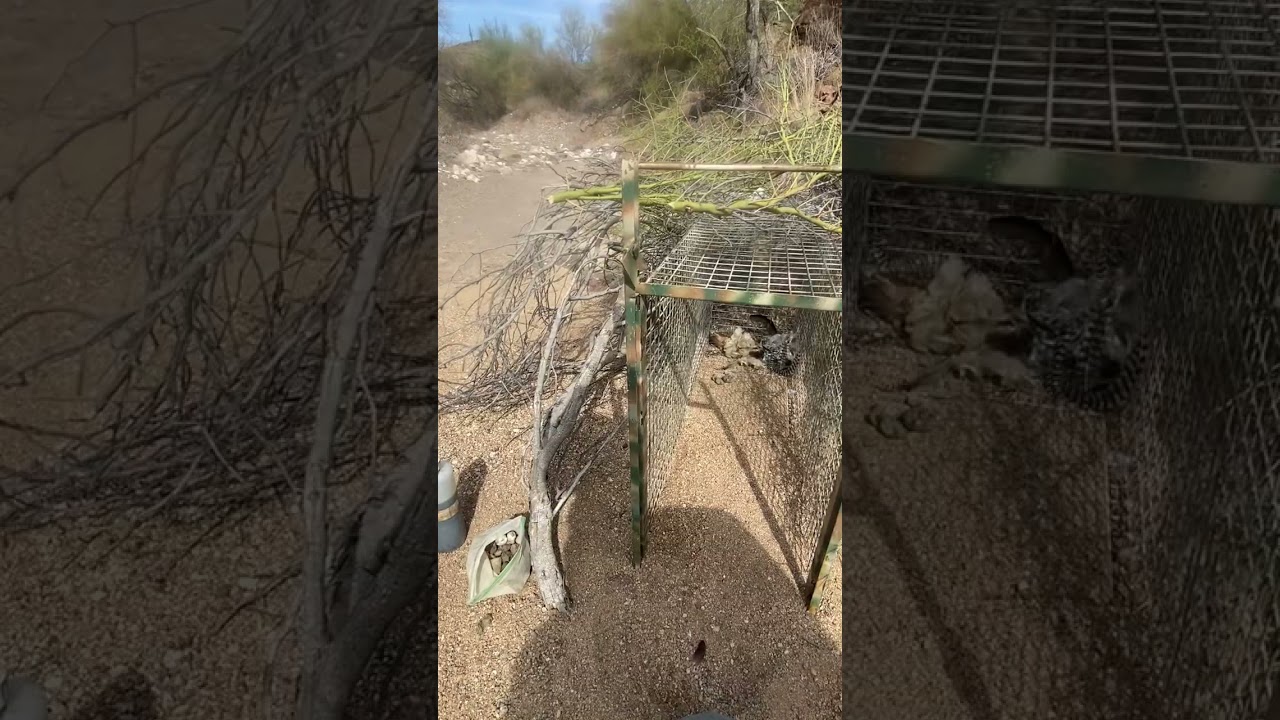 Cage set remake