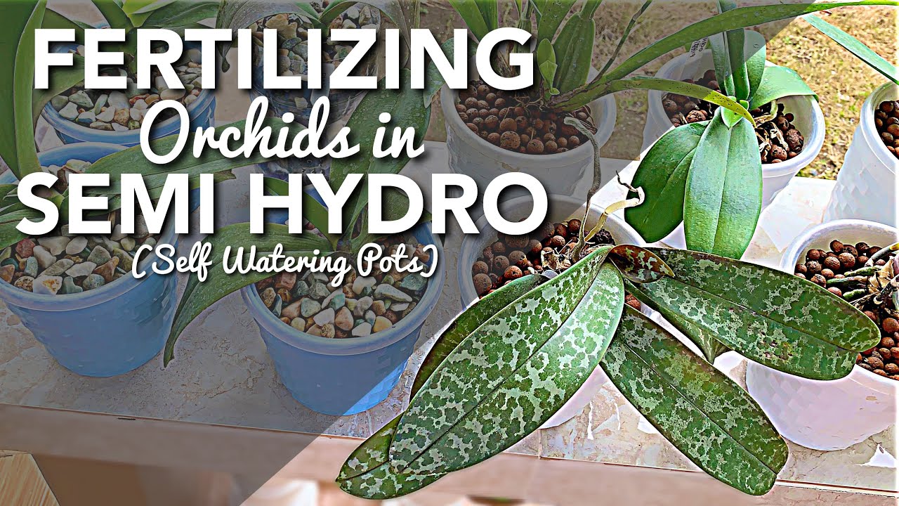 FERTILIZING MY ORCHIDS IN SEMI HYDRO - SELF WATERING POTS | AGGRESIVE FEEDING | BEGINNER ORCHID CARE