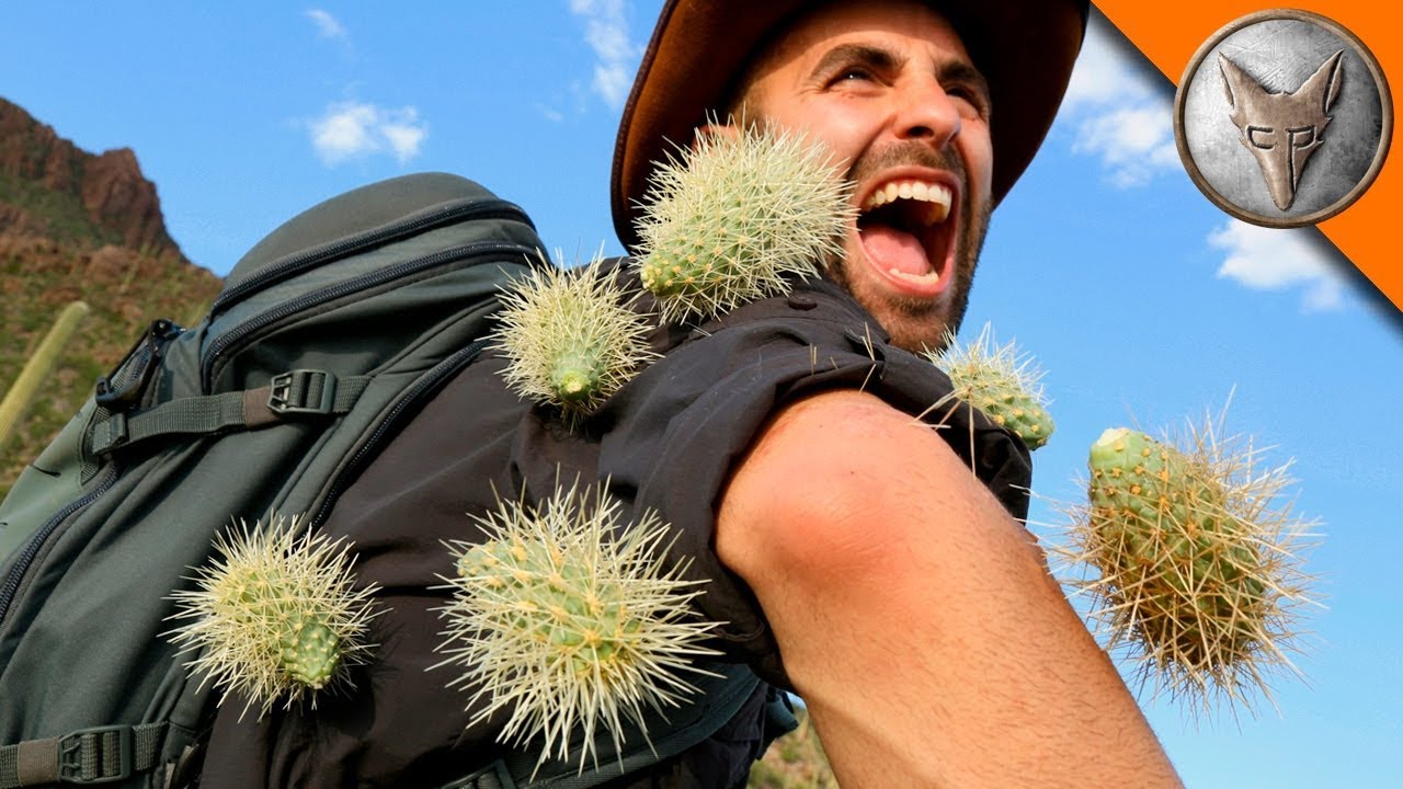 Extremer KAKTUSANGRIFF! Coyote vs Wüstenkaktus 🌵 Brave Wilderness Deutsch