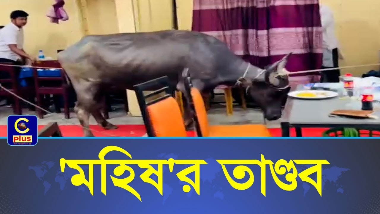 ওরশ বিরিয়ানির জন্য নিয়ে আসা 'মহিষ' তাণ্ডব চালালো ঐ হোটেলেই! | Cplus