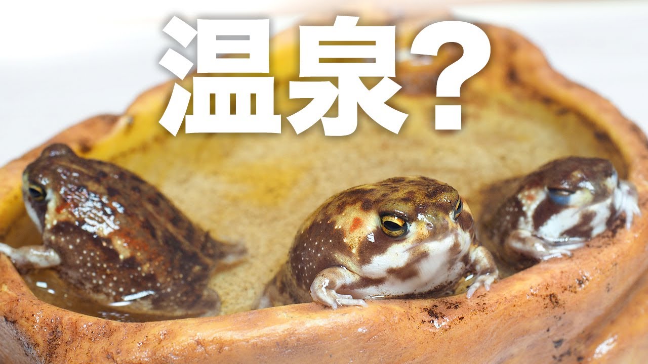 温泉に浸かるアメフクラガエルがかわいすぎる