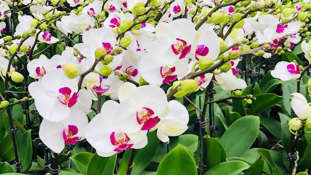 BẠT NGÀN TỐI 20/1.HỒ ĐIỆP,ĐENRO,SONG HỶ,TRẦM VÀNG,U LỒI,TRÚC PB,KÈN,VŨ NỮ(0849490188/0396164604