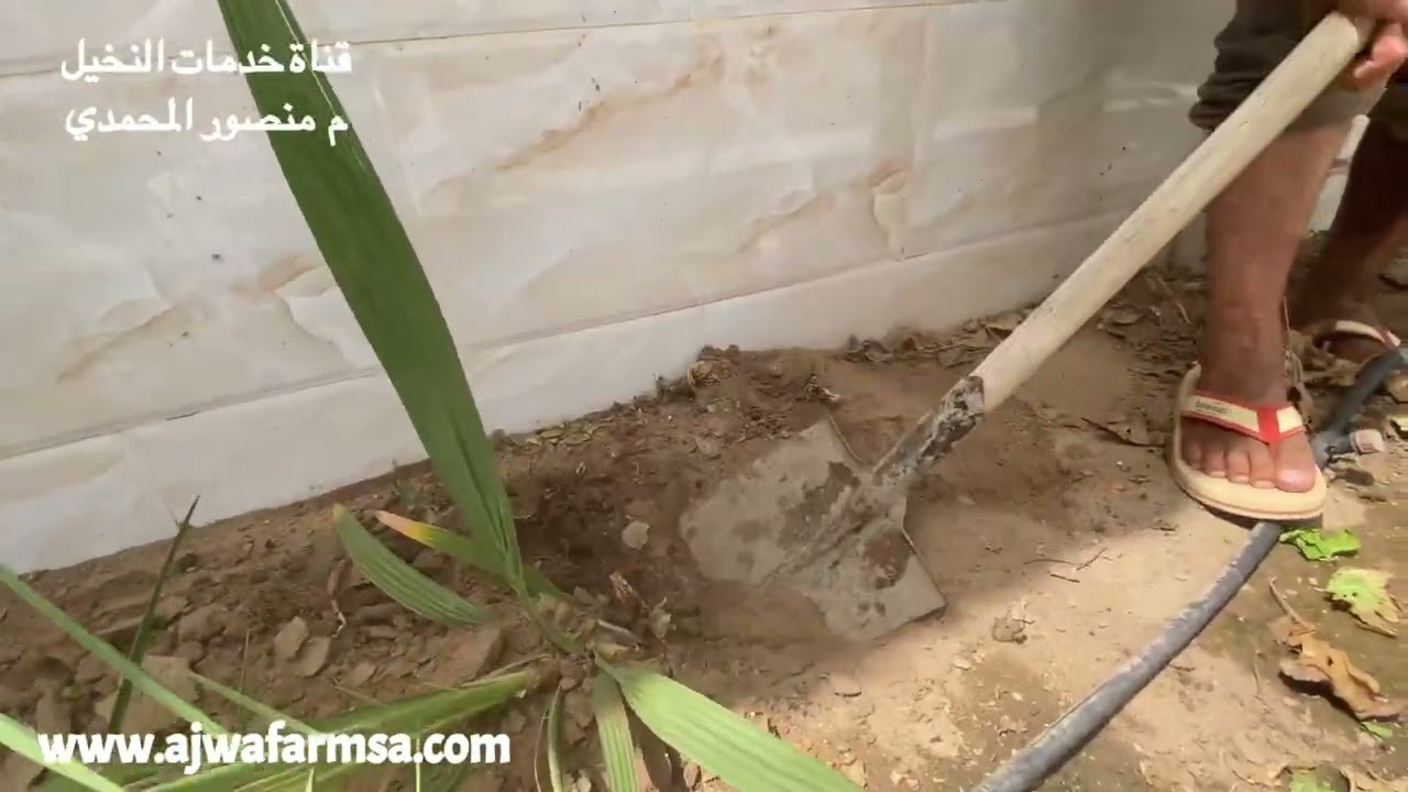 لا ينصح بترك النخيل الذي أصله نوى بالحدائق والمزارع وأحواض الزرع وينصح بزراعة النخيل من الفسائل