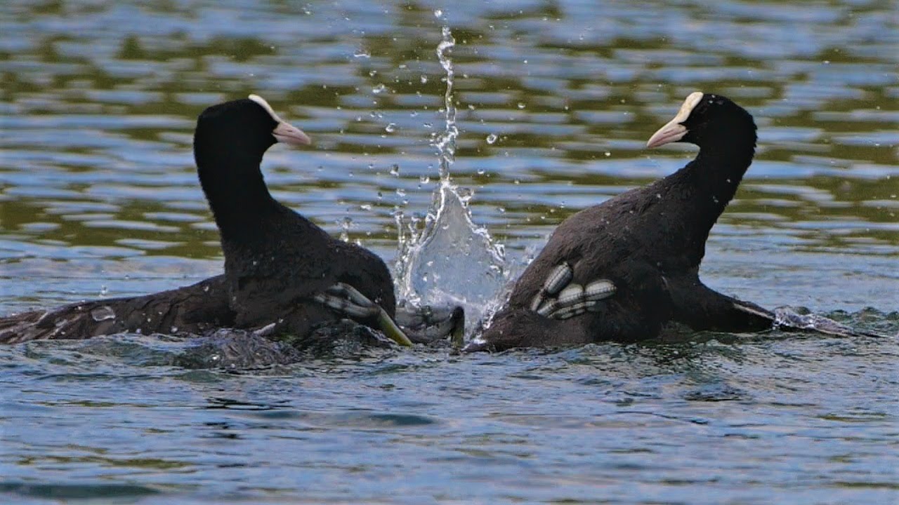 Epischer Kampf zwischen Bl&auml;ssh&uuml;hnern (Teil 2) / Dramatic fight between eurasian coots (Part 2)