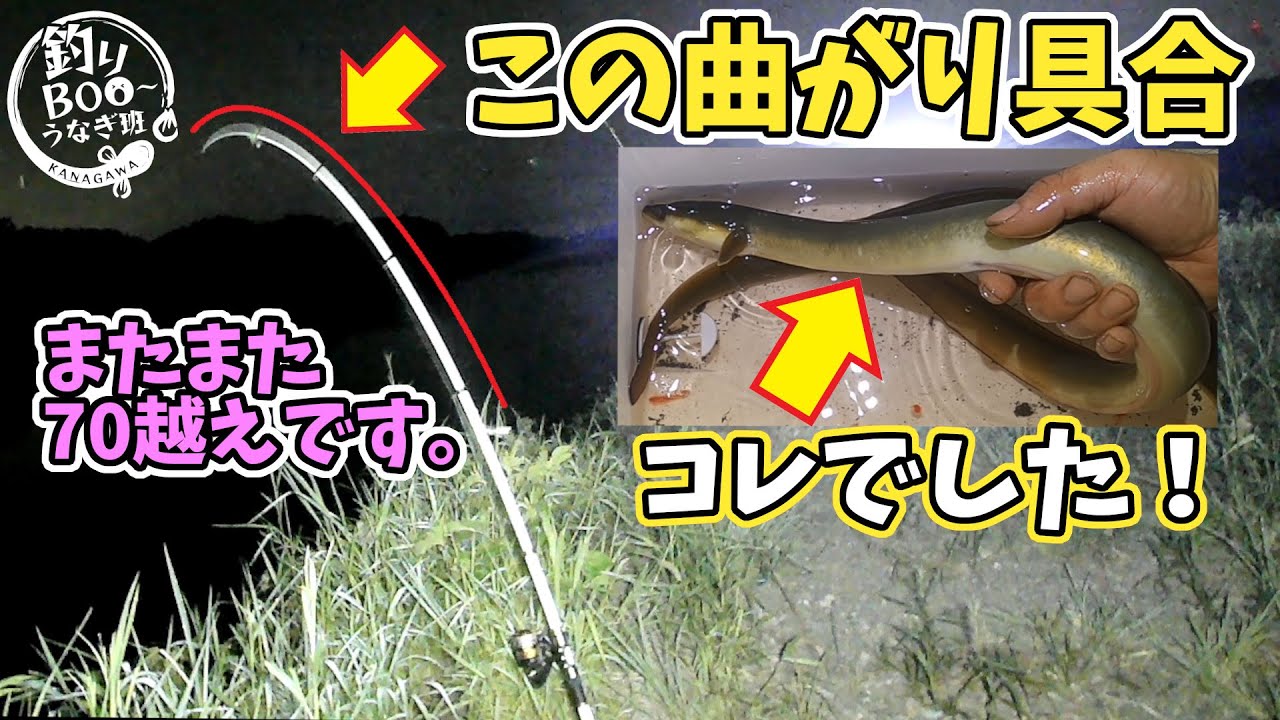 うなぎ釣り。この曲がり方なら７０オーバー。８月のうなぎはデカい！
