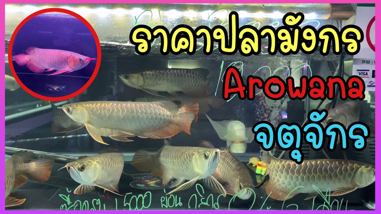 Zing’s Day l ราคาปลามังกร Arowana ตลาดจตุจักร