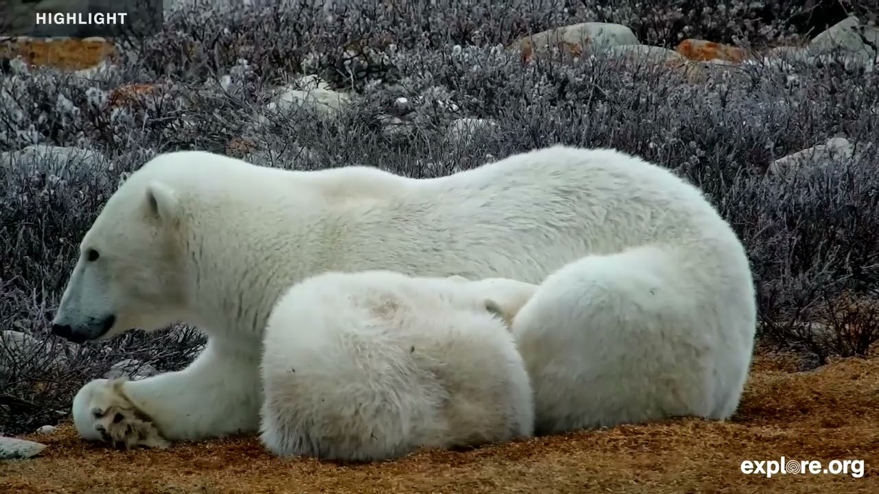 Polar Bear Tundra Buggy - Polar Bears International | 2025 Highlights