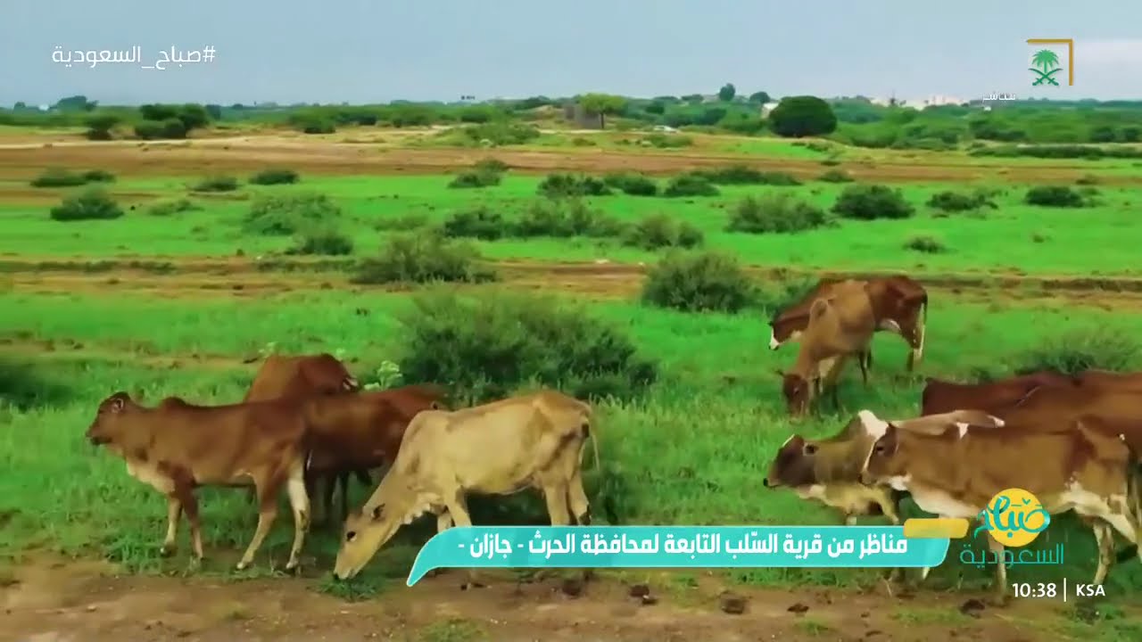 مناظر من قرية السّلب التابعة لمحافظة الحرث 