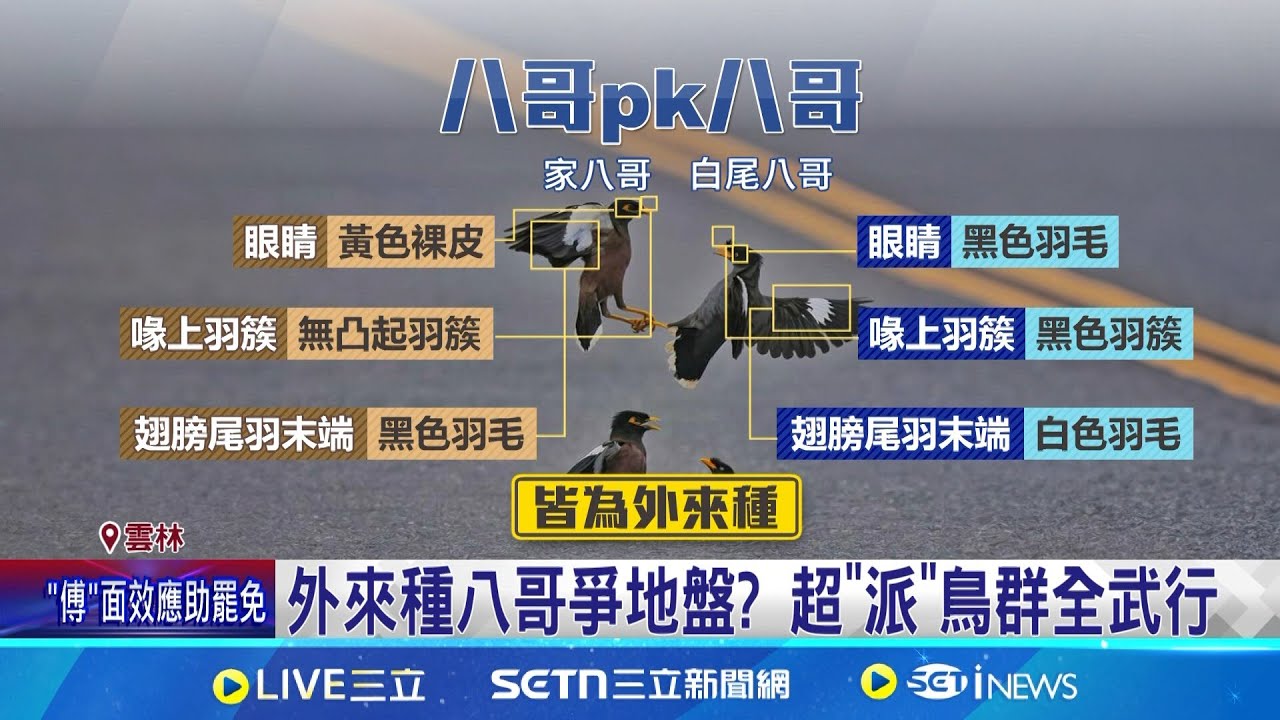 外來種八哥爭地盤? 超