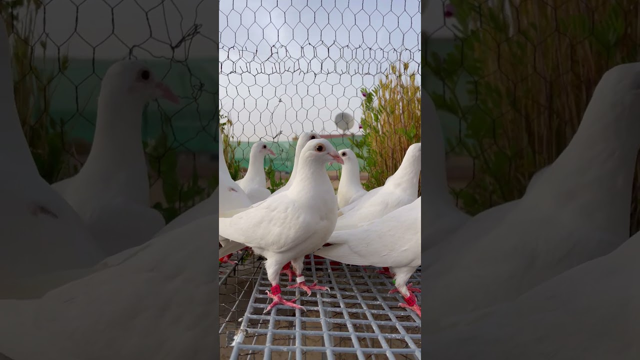 Pigeon voyageur blanc