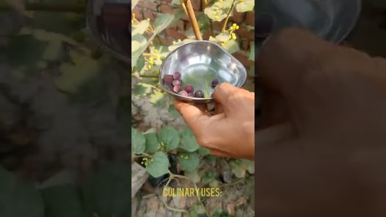 FALSA & IT'S BENEFITS #gardening #plants #vrishtisrishti