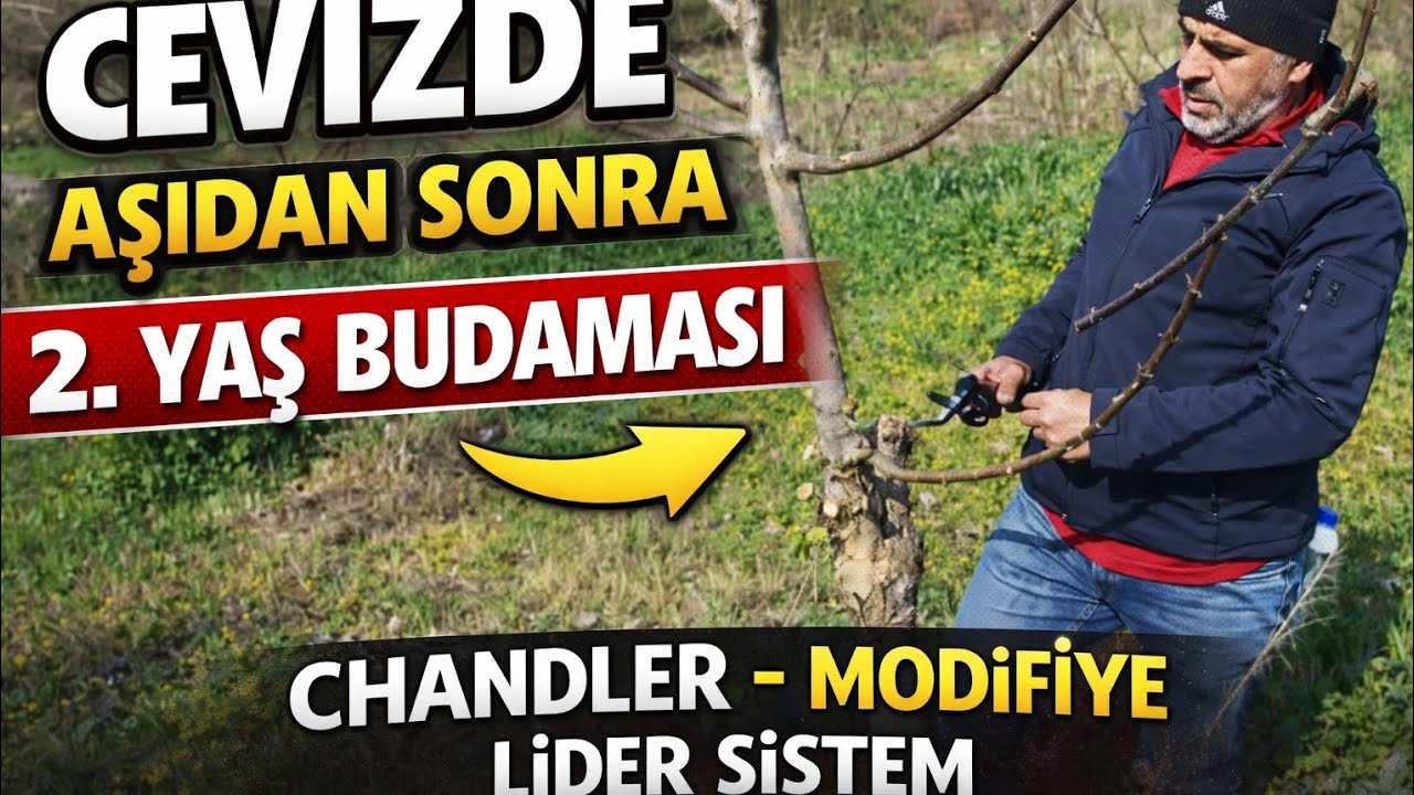 Chandler Cevizde 2. Yaş Budaması | Modifiye Lider Sistem Nasıl Uygulanır?