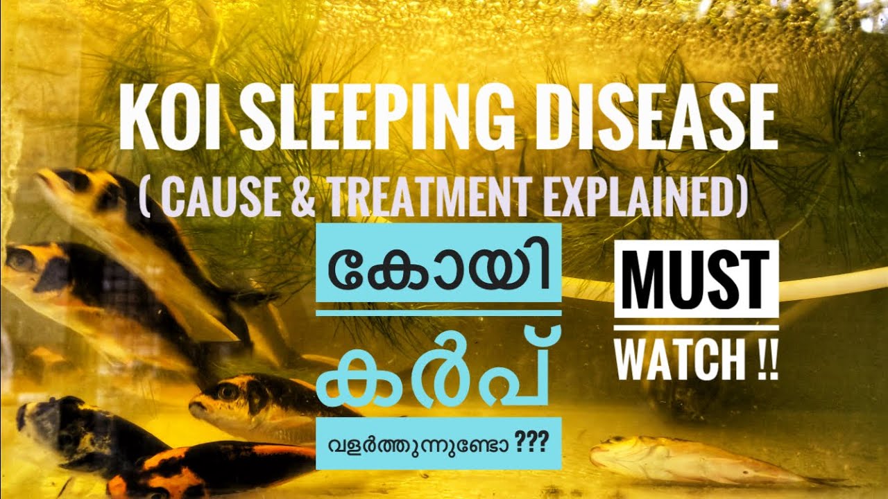 Koi carp disease - sleeping disease - treatment 💯