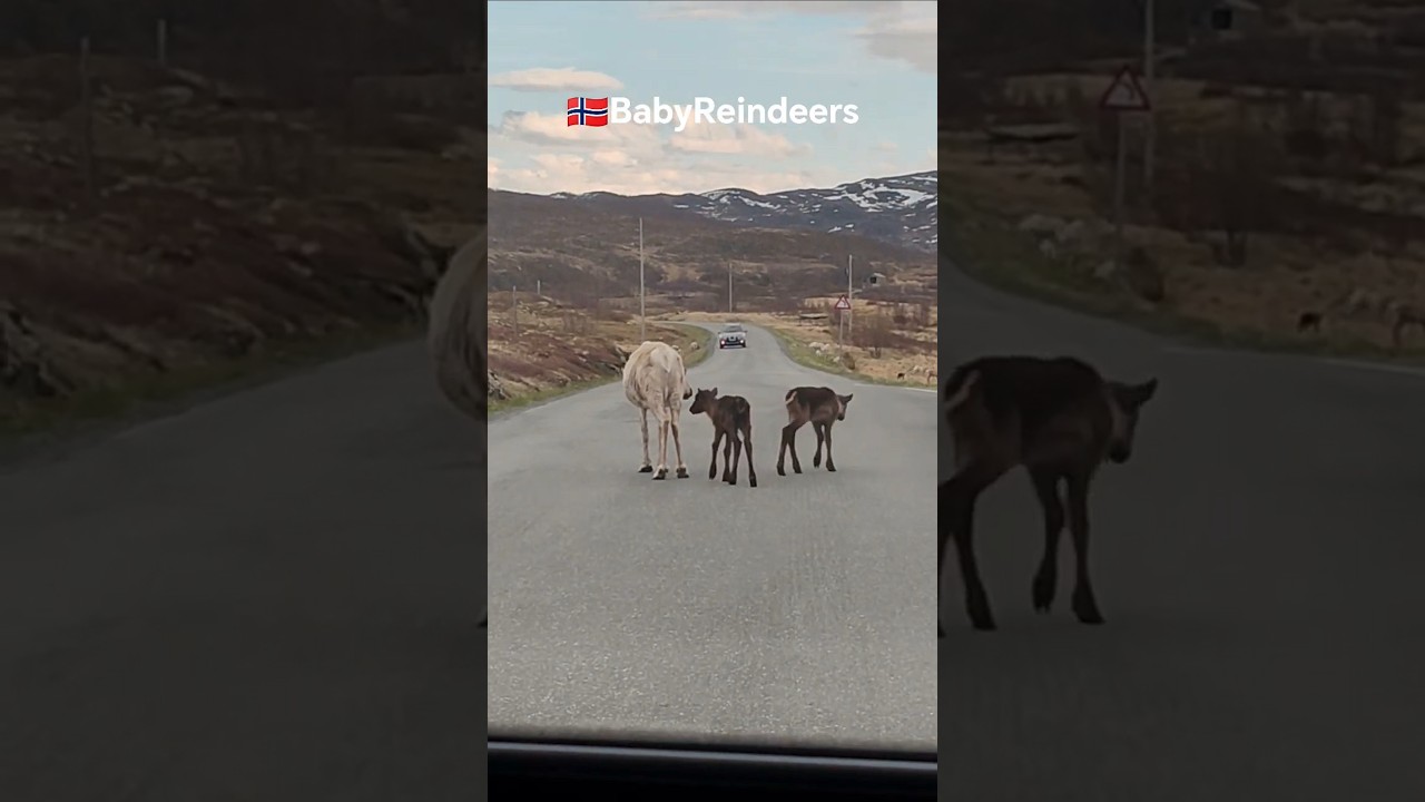 #Reindeers #norway  #WildReindeer #arctic #CuteReindeer #ReindeerCalf #LittleReindeer#FluffyReindeer