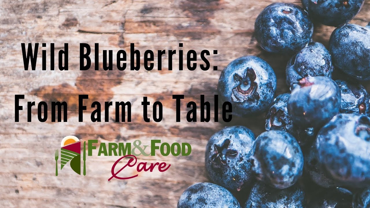 Wild Blueberries: From Farm to Table