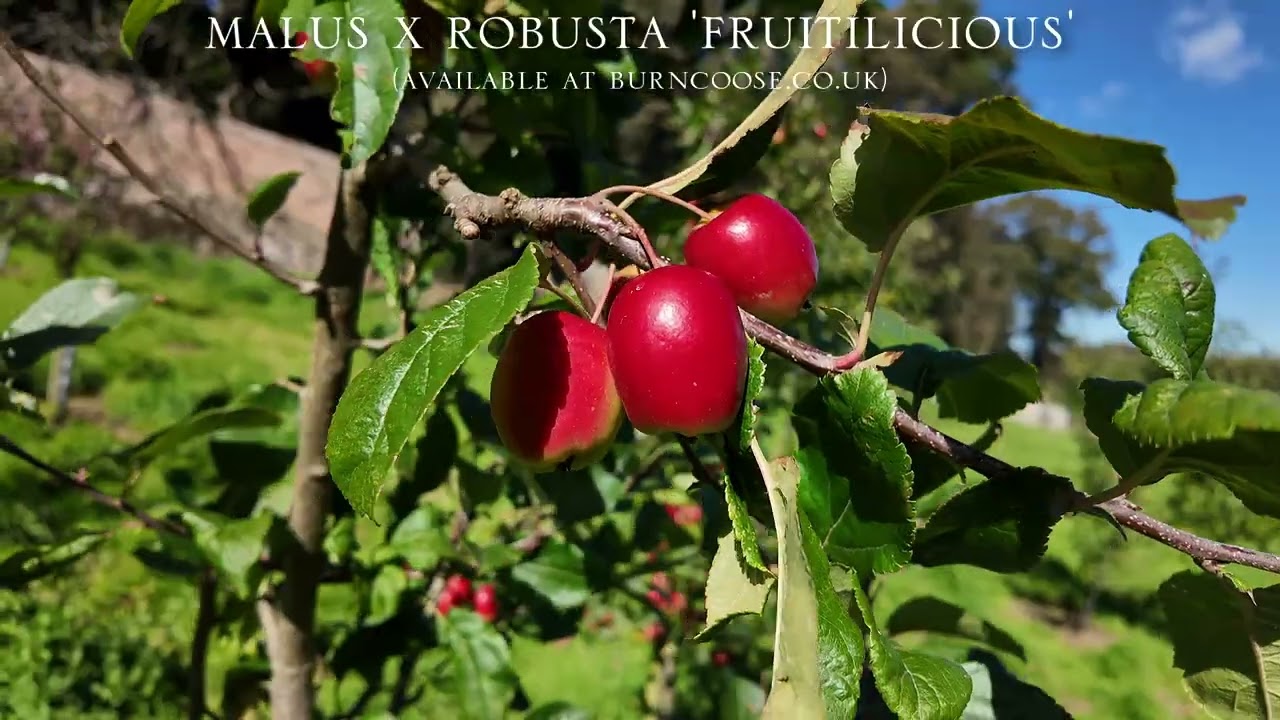 Fruiting Malus in the Caerhays Collection