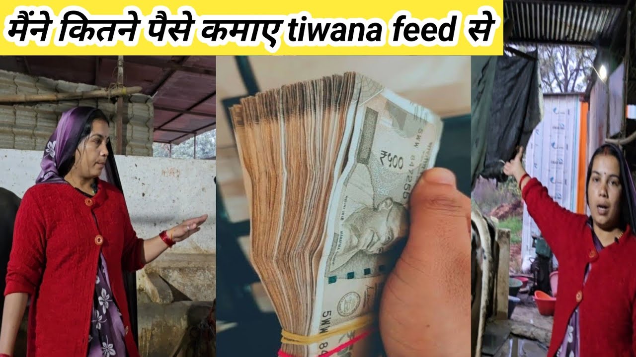  कितने पैसे कमाए tiwana feed 8000 की प्रमोशन में ll ganesh dairy farm ll asees feed ll 